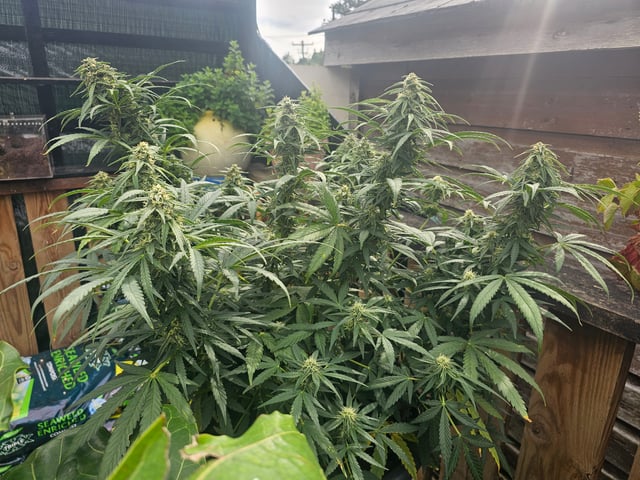 blue cheese  — flower, day 1