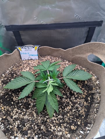 Piggy Stardust — vegetative, day 28