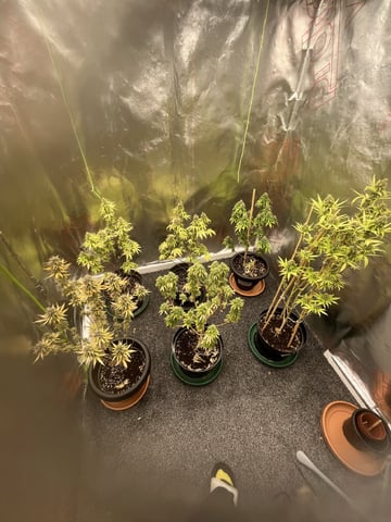 3autos and 2 fem  — flower, day 106