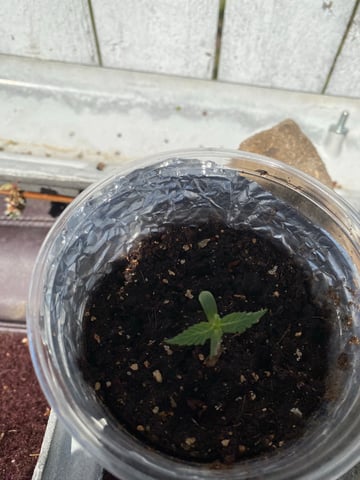 My First Grow — seedling_rooting, day 14