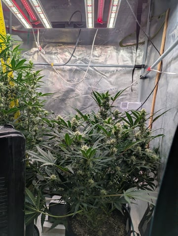 Trizzler  — flower, day 51