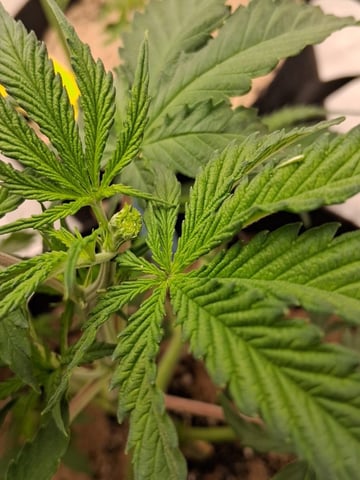 Seedman mix auto & seedman mix auto & GodFather OG — vegetative, day 30