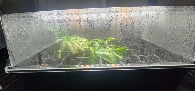 1st grow Dr. Nefario — vegetative, day 37