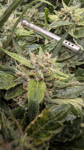 Summer Grow  — flower, day 65