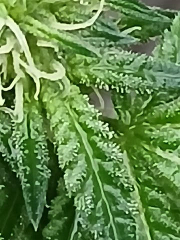 Gas#1? — flower, day 45