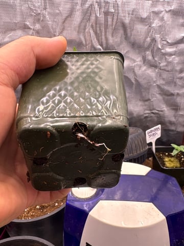 first grow in new 2x2 — seedling_rooting, day 13