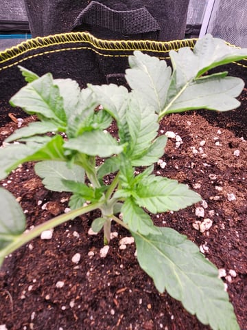 Double Trouble  — vegetative, day 18