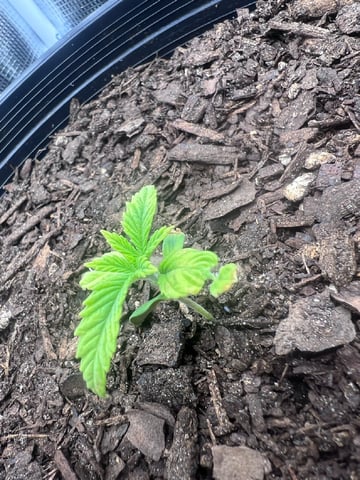 gorilla glue x sky walker  — seedling_rooting, day 14