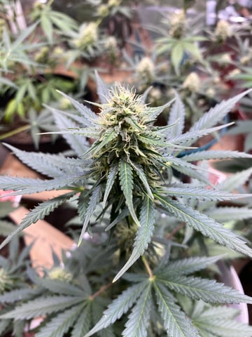 Rainbow Mints — flower, day 29