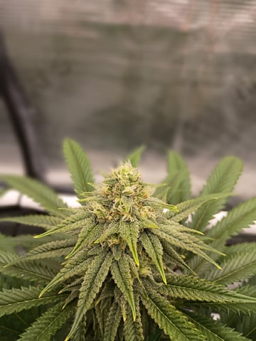 FastBuds Photo-Lemon Mandarin  — flower, day 117