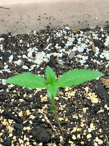 White Widow Twins — seedling_rooting, day 14