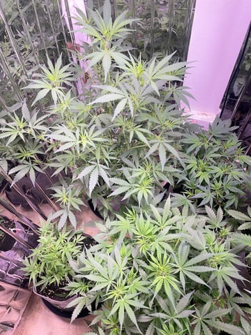 FIRST AUTO RUN — auto, day 18