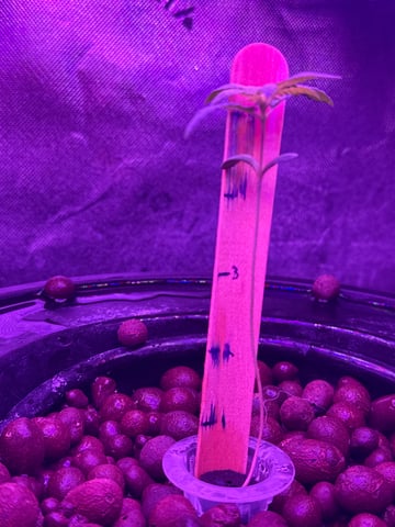 Grape Ape Plant 3 — seedling_rooting, day 1