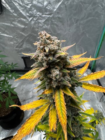 white runtz auto flower — flower, day 87