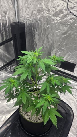 Beginner - My first grow has been an incredible experience so far! — vegetative, day 40