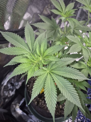 Grow 1 2026 Dream Widow — vegetative, day 61