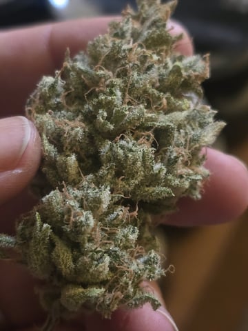 3rd Auto Grow — flower, day 132