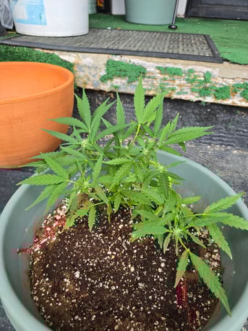 Green Gelato Auto — flower, day 40