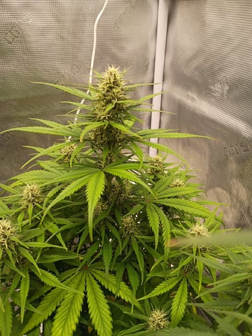 FastBuds-Auto Mix Pack-Quad Mystery — flower, day 45