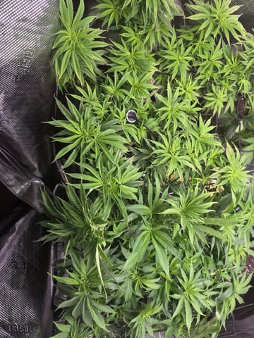 Blue Dream Feminized 