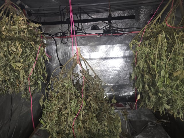 Dante's Inferno Rerun — grow_setup, day 1