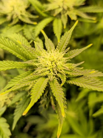Crushberry Sugar and Khumbu Ice Fall  — flower, day 73