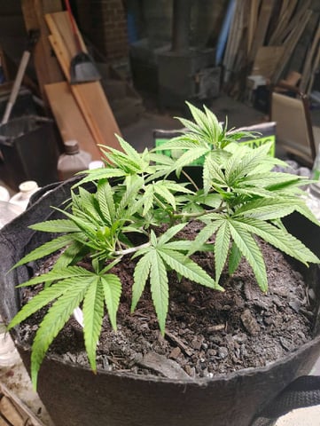 Hindu Kush — vegetative, day 50