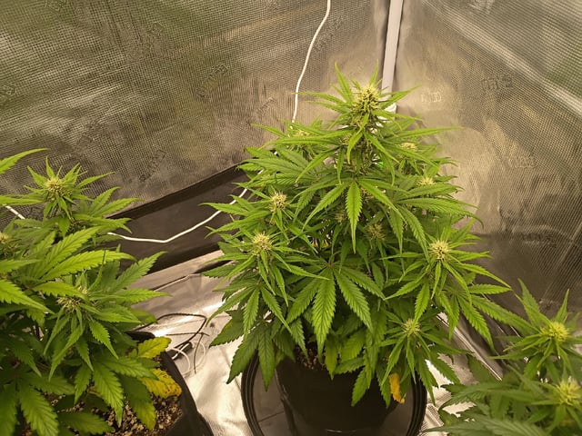 FastBuds-Auto Mix Pack-Quad Mystery — flower, day 41