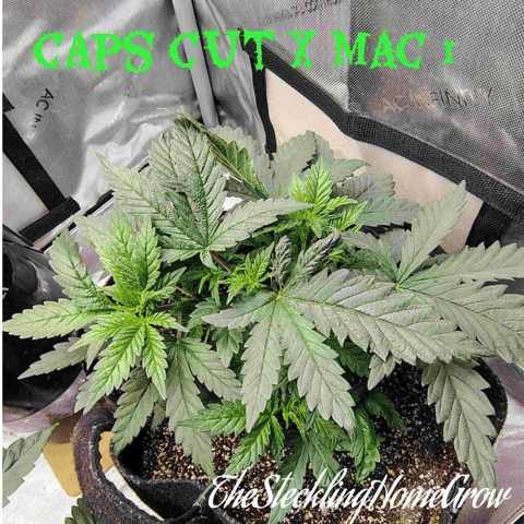 Athena Run  — vegetative, day 34