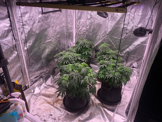 Trunked — vegetative, day 61