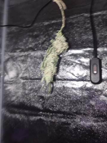 I'll get it right — harvest, day 102