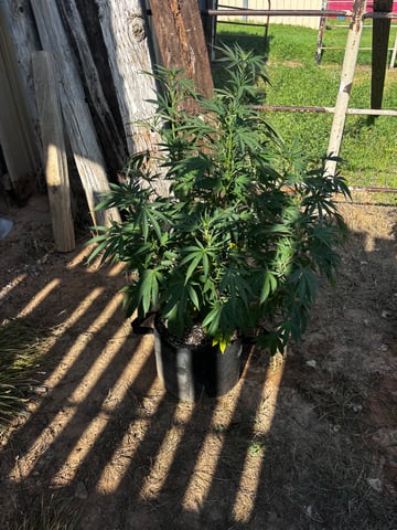 Outdoor Grow — vegetative, day 84
