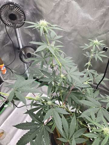 new start — flower, day 119