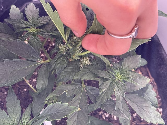 My First Grow — flower, day 34