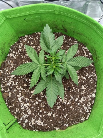 FastBuds Photo-Lemon Mandarin  — vegetative, day 23