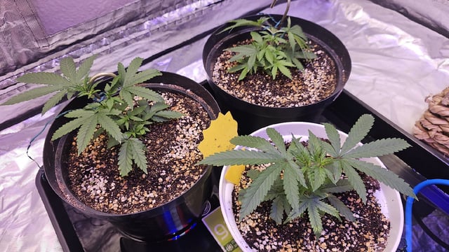 Amnesia Haze Run — vegetative, day 18