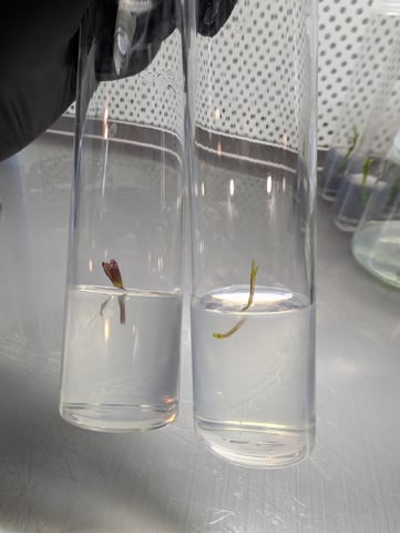 Plant in a test tube — seedling_rooting, day 35