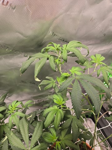 Evermore clones — flower, day 42