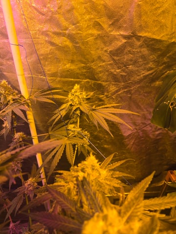 fruitstripe-x-breathworks VS Tropical cherry vs kush cake. vs og haze — flower, day 100