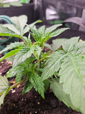 Special Queen 1 Fem+ Watermelon Auto — vegetative, day 16