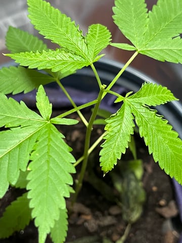 My Devine Conscious  — vegetative, day 51