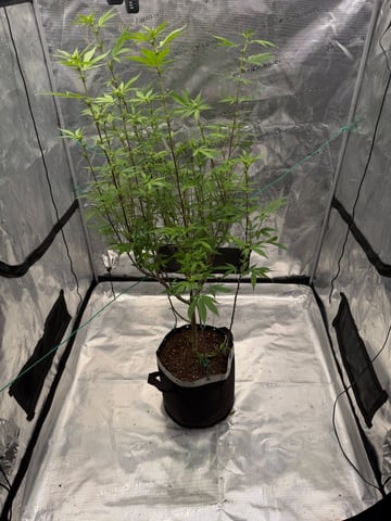  Apple fritter  Clones round two