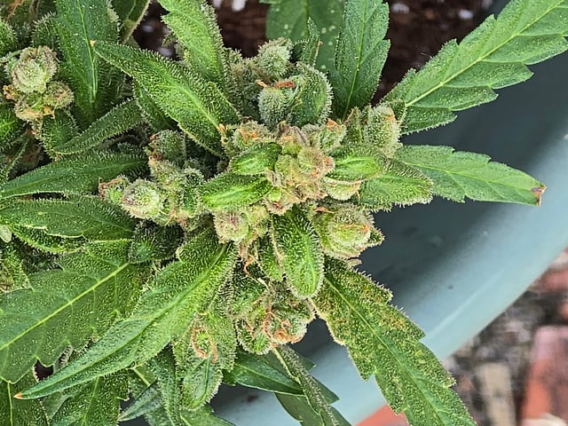 Green Gelato Auto — flower, day 81