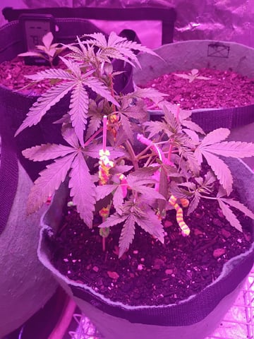 First autos  — vegetative, day 32