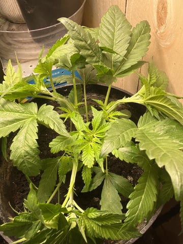 Cherry Pie  — vegetative, day 9