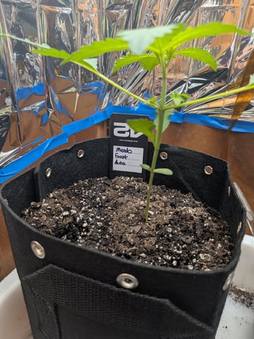 Mendo Frost / Gorilla Cookie / Banana Purple Punch  — seedling_rooting, day 17