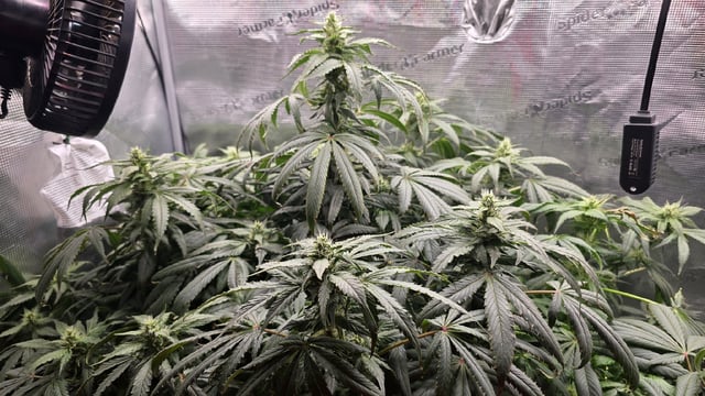 Purple Haze — flower, day 58
