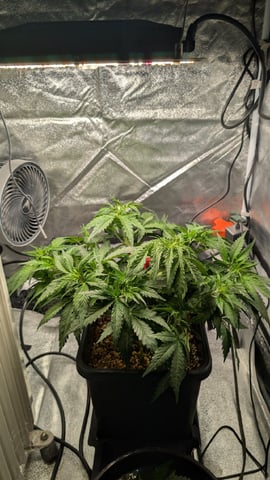 Grow 2 — germination, day 38