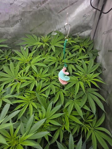 ethos genetics  — flower, day 65
