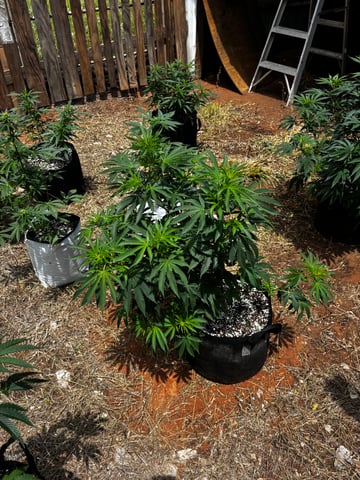 Outdoor Grow — vegetative, day 74